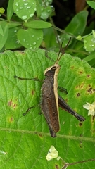 Maculiparia rotundata