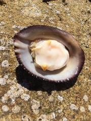 Concholepas concholepas