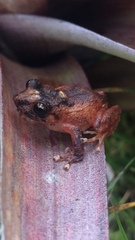 Pristimantis bogotensis