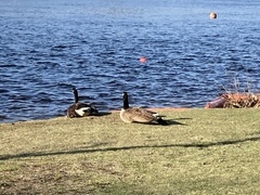 Branta canadensis