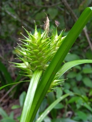 Carex lupuliformis image