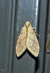 Lophocampa annulosa
