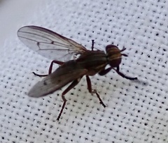 Pherbellia cinerella