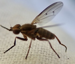 Pherbellia cinerella
