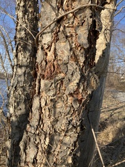 Betula nigra