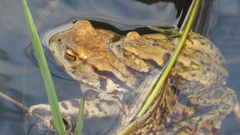 Bufo bufo