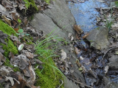 autumn bluegrass (Poa autumnalis)