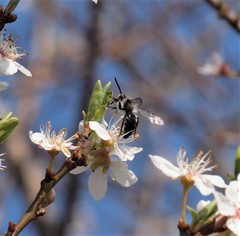 Andrena cineraria