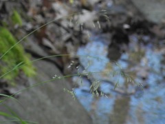 Poa autumnalis