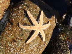 Meyenaster gelatinosus