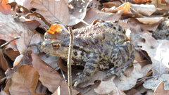 Bufo bufo