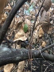 Hyla cinerea