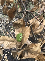 Hyla cinerea