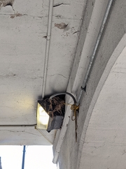 Passer domesticus