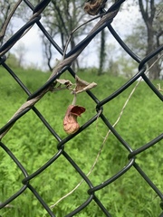 Aristolochia californica
