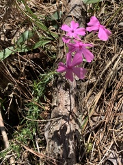 Phlox nivalis