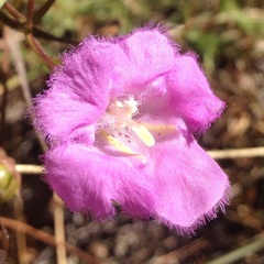 Agalinis peduncularis
