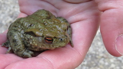 Bufo bufo