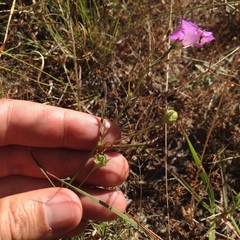 Agalinis peduncularis