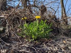 Taraxacum