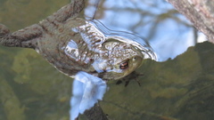 Bufo bufo