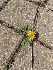 Taraxacum