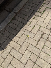 Taraxacum
