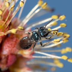 Lasioglossum coeruleum