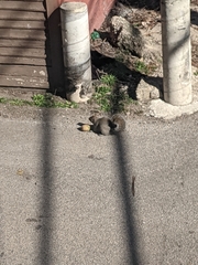 Sciurus carolinensis