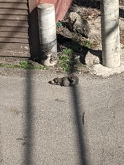 Sciurus carolinensis