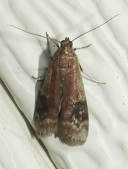 Euzophera semifuneralis