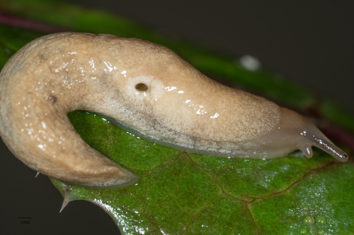 Milky Slug, photo 3 of 9
