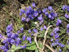 Polygala microphylla