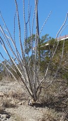 Fouquieria splendens