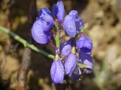 Polygala microphylla
