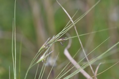 Nassella leucotricha