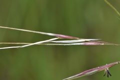 Nassella leucotricha