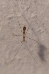 Empicoris culiciformis