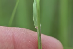 Nassella leucotricha