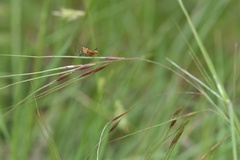 Nassella leucotricha