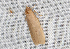 Scoliacma pactolias