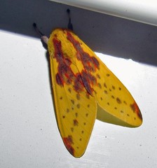 Symphlebia distincta