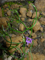 Thysanotus patersonii