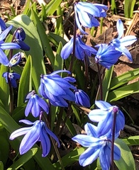 Scilla siberica