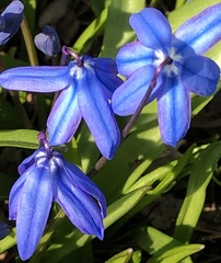 Scilla siberica