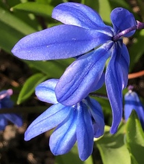 Scilla siberica