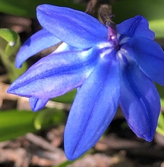Scilla siberica