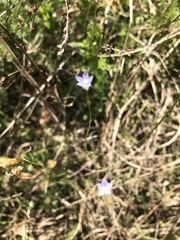 Wahlenbergia marginata