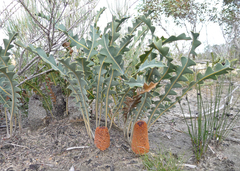 Banksia blechnifolia