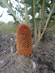 Banksia blechnifolia